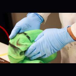 Koch Chemie Metal Polish (Mep) - Leštiaca pasta na kov a chróm 75ml